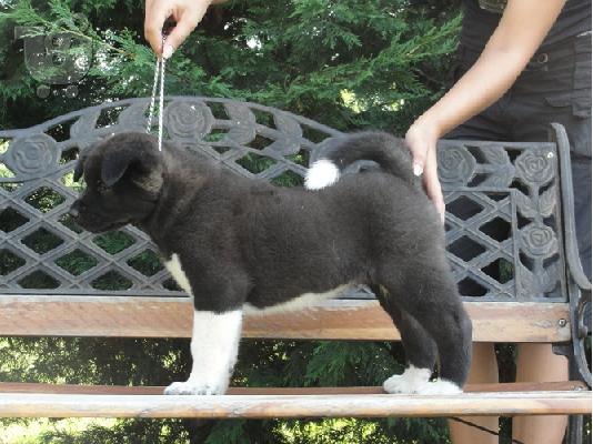 AKITA INU ΚΑΘΑΡΟΑΙΜΑ ΚΟΥΤΑΒΙΑ Γιαπωνέζικος Ακίτα